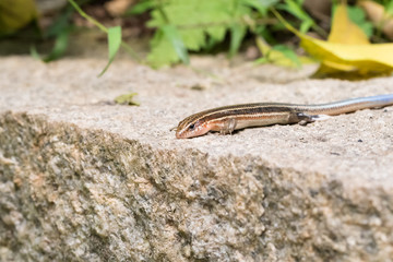 This is a photo of one kind of lizard, was taken in XiaMen botanical garden, China.