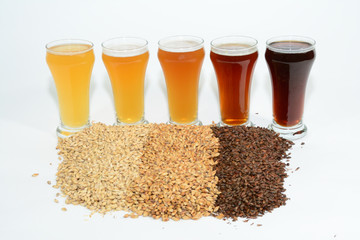 Home brew beer ingredients with various grains illustrating different color and the beers produced from different mixtures of grains
