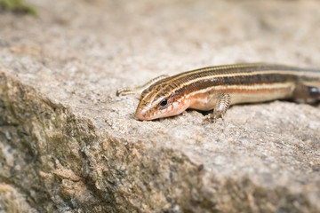 This is a photo of one kind of lizard, was taken in XiaMen botanical garden, China.