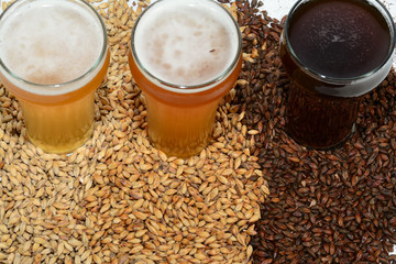 Home brew beer ingredients with various grains illustrating different color and the beers produced from different mixtures of grains - obrazy, fototapety, plakaty