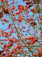 Or Yehuda Coral Tree March 2005