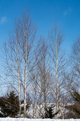 青空と冬木立