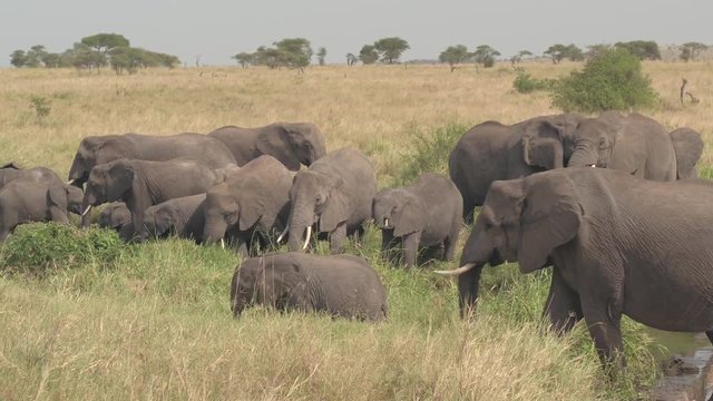 CLOSE UP: Herd of beautiful elephants standing in on riverbed drinking water