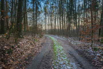 Winter or late autumnal forest