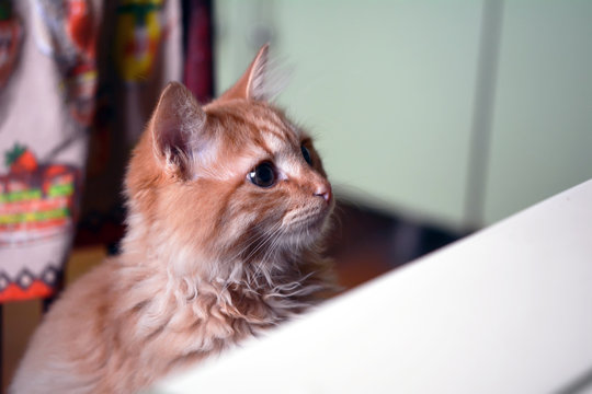 Рыжий котенок хочет залезть на кухонный стол