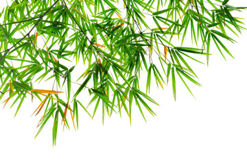 branch of bamboo leave isolated on white background