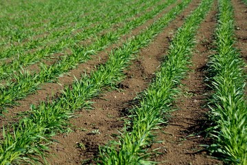 Fototapeta na wymiar 冬の若い緑色の麦畑