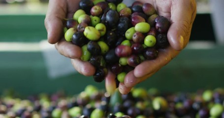 hands of a young man to take some natural and organic olive oil to control the quality and authenticity  - Powered by Adobe
