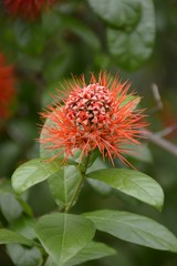 red combretum erythrophyllum flower in nature garden
