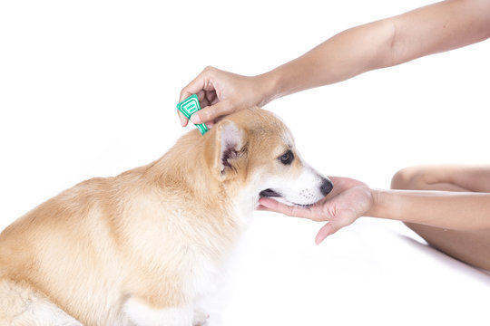 tick and flea prevention for a corgi dog