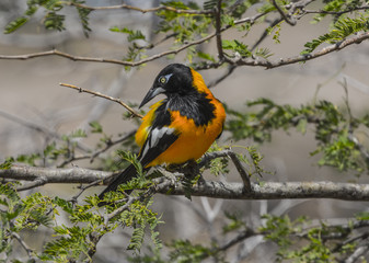 Obraz premium Tropical Troupial