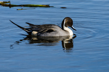 Northern Pintail