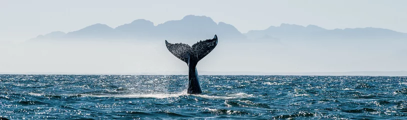 Photo sur Aluminium Salle de bain Paysage marin avec queue de baleine. La queue de la baleine à bosse (Megaptera novaeangliae)