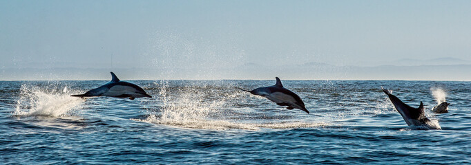 Dolfijnen, zwemmen in de oceaan en jagen op vis. Dolfijnen zwemmen en springen uit het water. De Langsnavelige gewone dolfijn (wetenschappelijke naam: Delphinus capensis) in de Atlantische Oceaan.