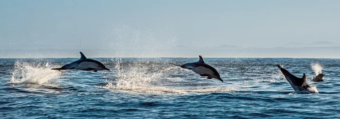 Poster Dolfijn Dolfijnen, zwemmen in de oceaan en jagen op vis. Dolfijnen zwemmen en springen uit het water. De Langsnavelige gewone dolfijn (wetenschappelijke naam: Delphinus capensis) in de Atlantische Oceaan.