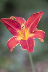 Red Orange Canna Lily Flower