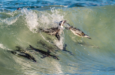 Fototapeta premium African penguins swimming in ocean wave. The African penguin (Spheniscus demersus), also known as the jackass penguin and black-footed penguin is a species of penguin. South Africa