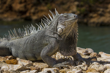 Smug Iguana