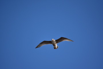 真っ青な空にカモメ