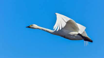 飛ぶ白鳥