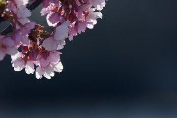 早春の桜の花