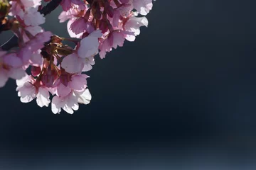 Küchenrückwand glas motiv Kirschblüte 早春の桜の花