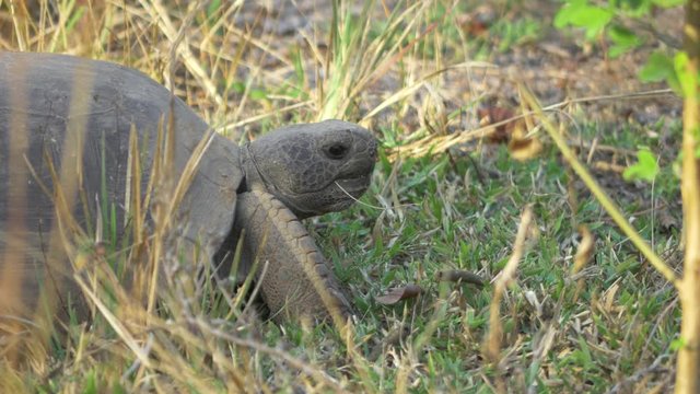 Close-Up of Gopher Tortoise in the Wild, 4K