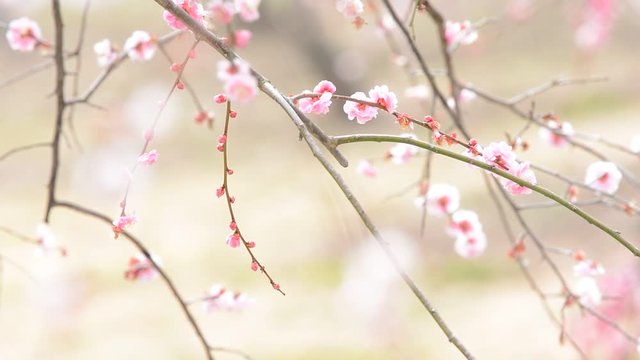 梅の花
