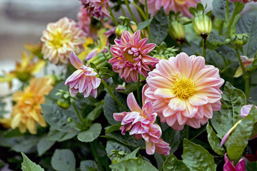 Pink Yellow Flower Dahlia