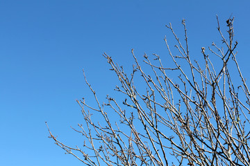 Sky Tree Branch