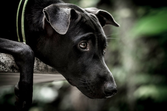 Close up face of black dog that concentrate to watching 