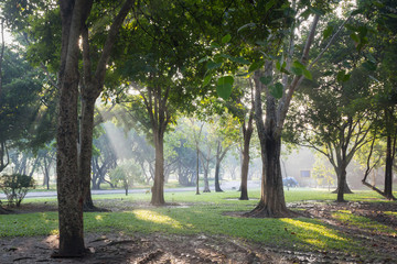 Scenic forest of fresh green deciduous trees framed by leaves, w