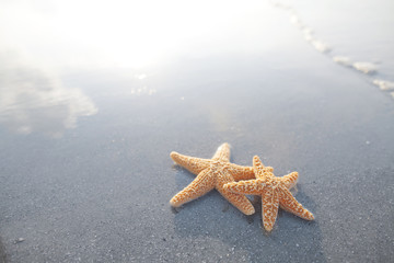 Pair of starfish on the beach