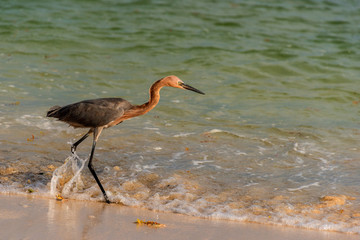 Reddish Egret hunts on a tropical shoreline.