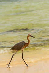 Reddish Egret hunts on a tropical shoreline