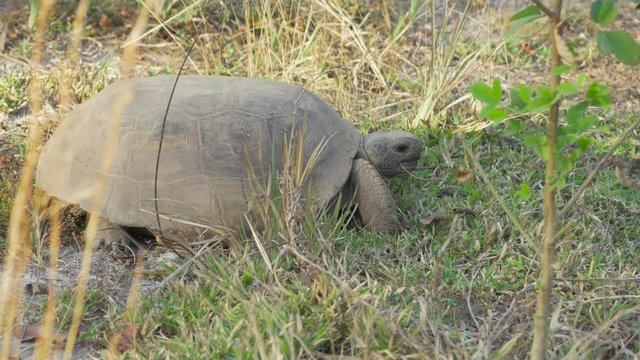 Gopher Tortoise Exits Frame and Walks Back to Its Burrow, 4K