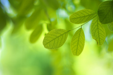 Leaf of acacia and green bokeh.