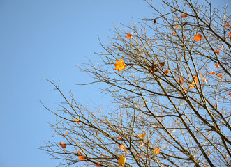 Orange autumn leaves
