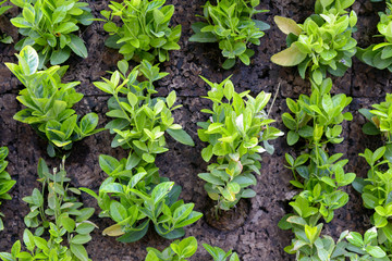 Green wall plants.