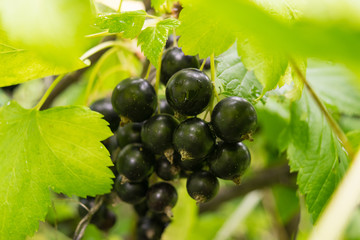 Brush of blackcurrant at a bush