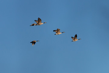 Canada Geese in flight