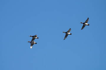 Ring-necks in flight