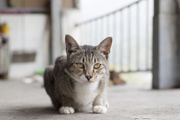 Stray Cat