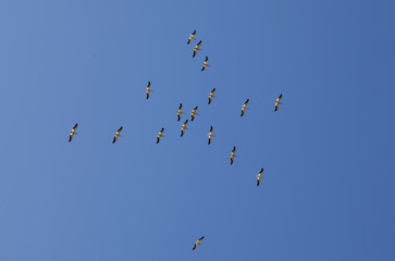 Flock Of Pelicans Flying Overhead In Blue Sky