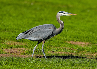 Great Blue Heron