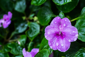 Fototapeta premium pink flowers in the meadow