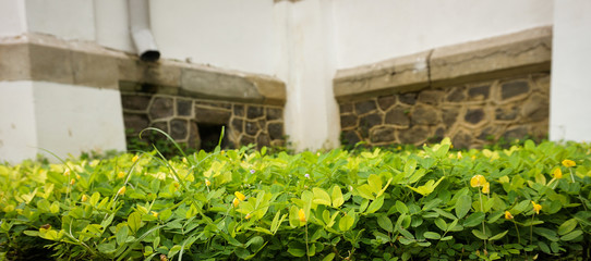 Fototapeta na wymiar Green bushes in a corder of Lawang Sewu building photo taken in Semarang Indonesia