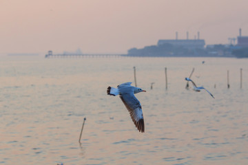 Naklejka premium seagull flying on the sky in sunset time