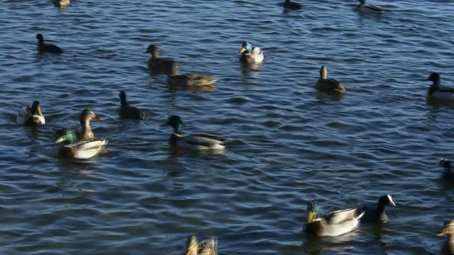 germani reali in cerca di cibo