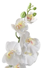 White Artificial Streaked Orchid Flowers or Phalaenopsis © arayabandit